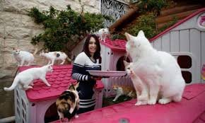 عاشقة القطط