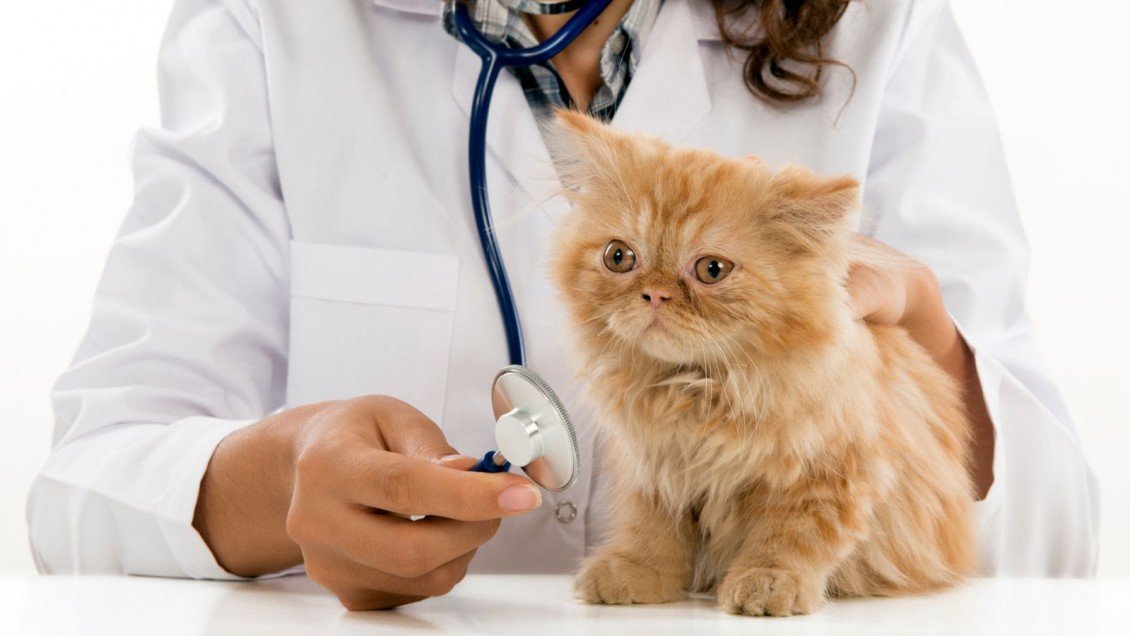 أفضل العيادات البيطرية قريبة منك