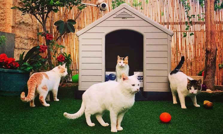 مكان خاص بالقطط الاناث فقط